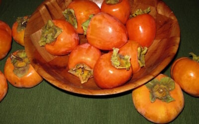 Persimmons, packed full of nutrient power